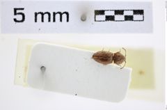 Foto (Dorsalansicht) von Adelocera schuberti (NHMW-ZOO-COL-0008171)